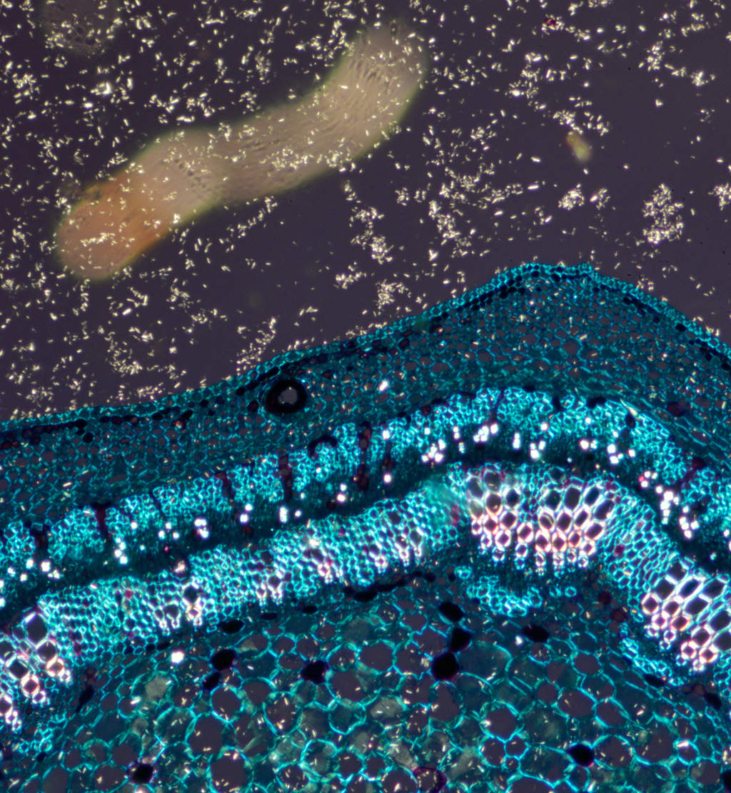 The DIY atomic force microscope